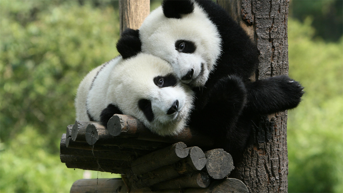 两只超级可爱的大熊猫