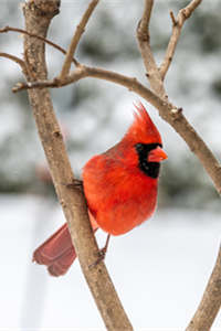 全身美丽无比红的北美红雀