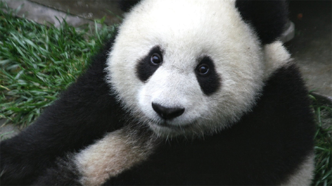 大熊猫高清特写