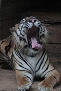 体型最小的老虎——苏门答腊虎