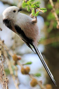 鸟界的可爱担当——银喉长尾山雀