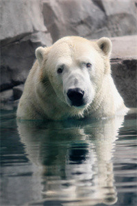 体型巨大且凶猛的北极熊