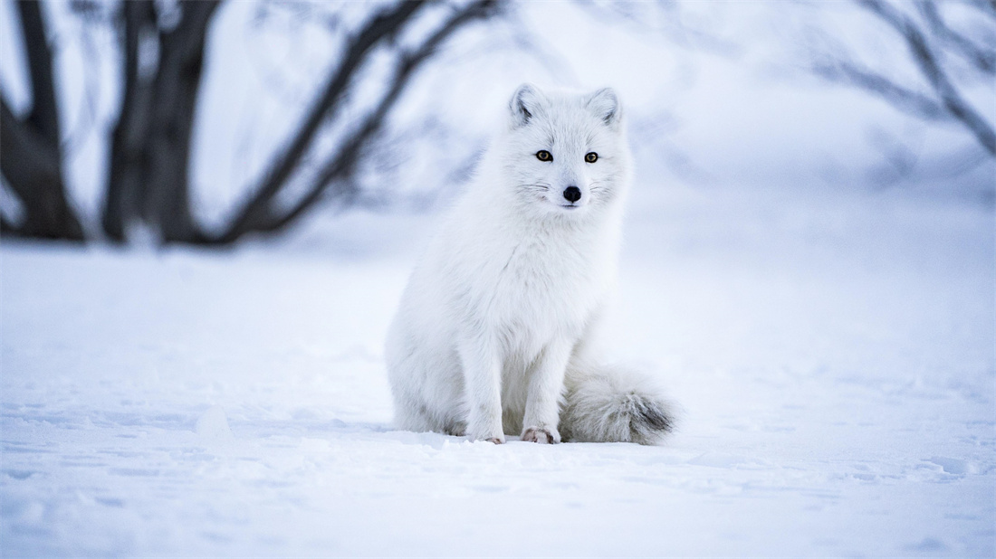 在冰天雪地里的北极狐