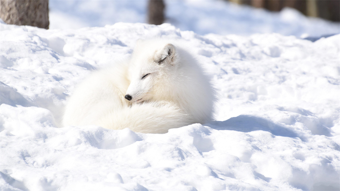 趴在冰天雪地里的北极狐
