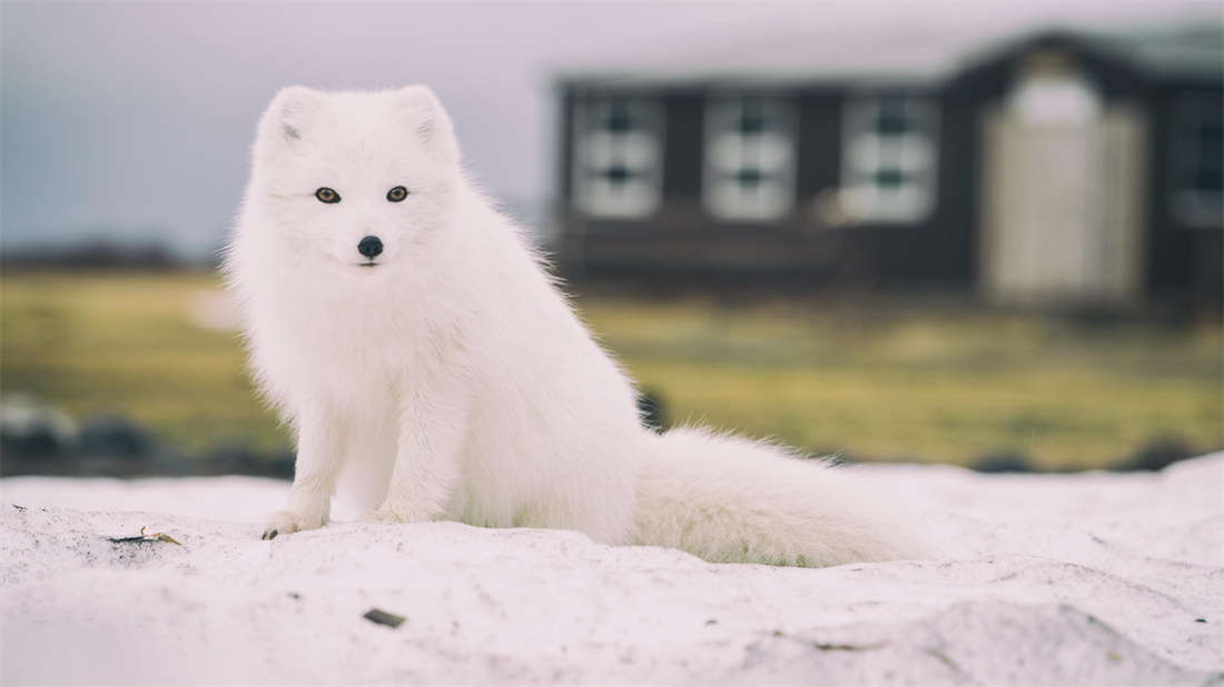 在冰天雪地里的北极狐