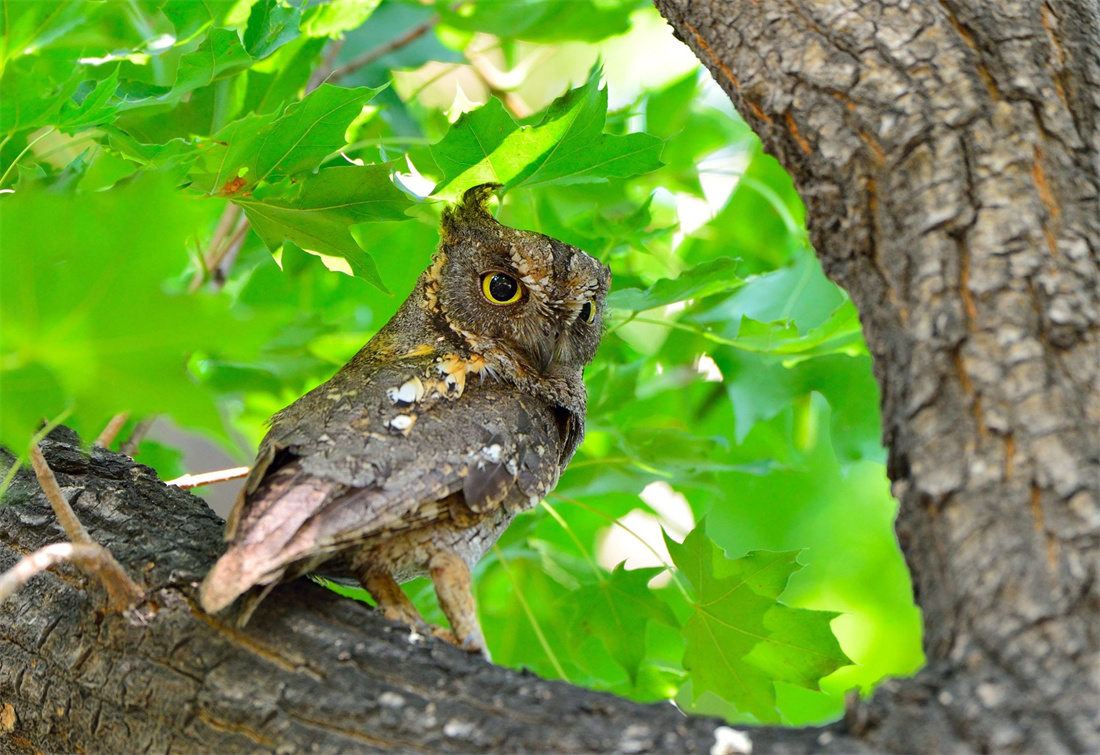 在树上可爱卖萌的红角鸮