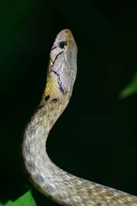 黄斑渔游蛇