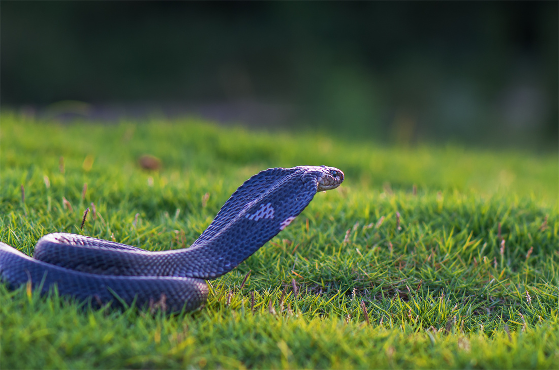 在草地里的眼镜王蛇