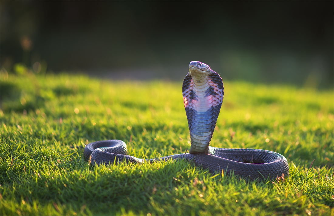 在草地里的眼镜王蛇