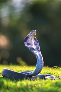世界上最长的毒蛇——眼镜王蛇