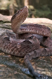 马来西亚蝮蛇
