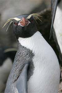 斯岛黄眉企鹅