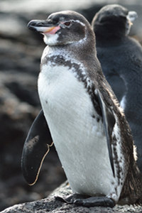 加岛环企鹅