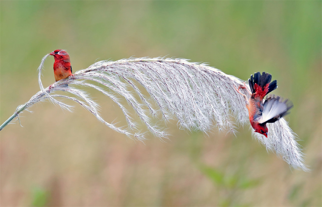 在芦苇上玩耍的红梅花雀