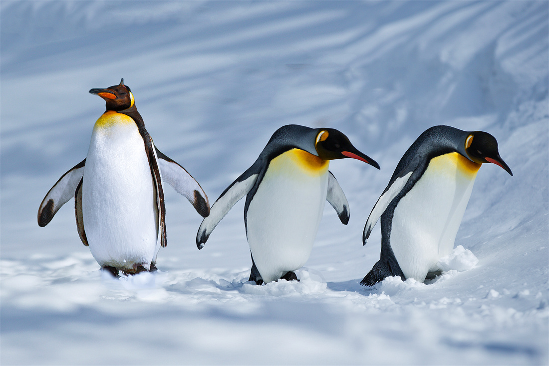优雅的站在冰川上的王企鹅