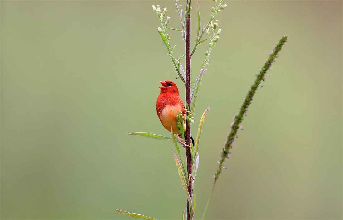 在枝头唱歌的红梅花雀