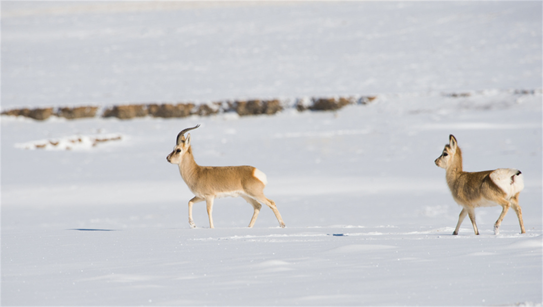 在雪地里的藏原羚