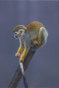 产于南美洲的松鼠猴