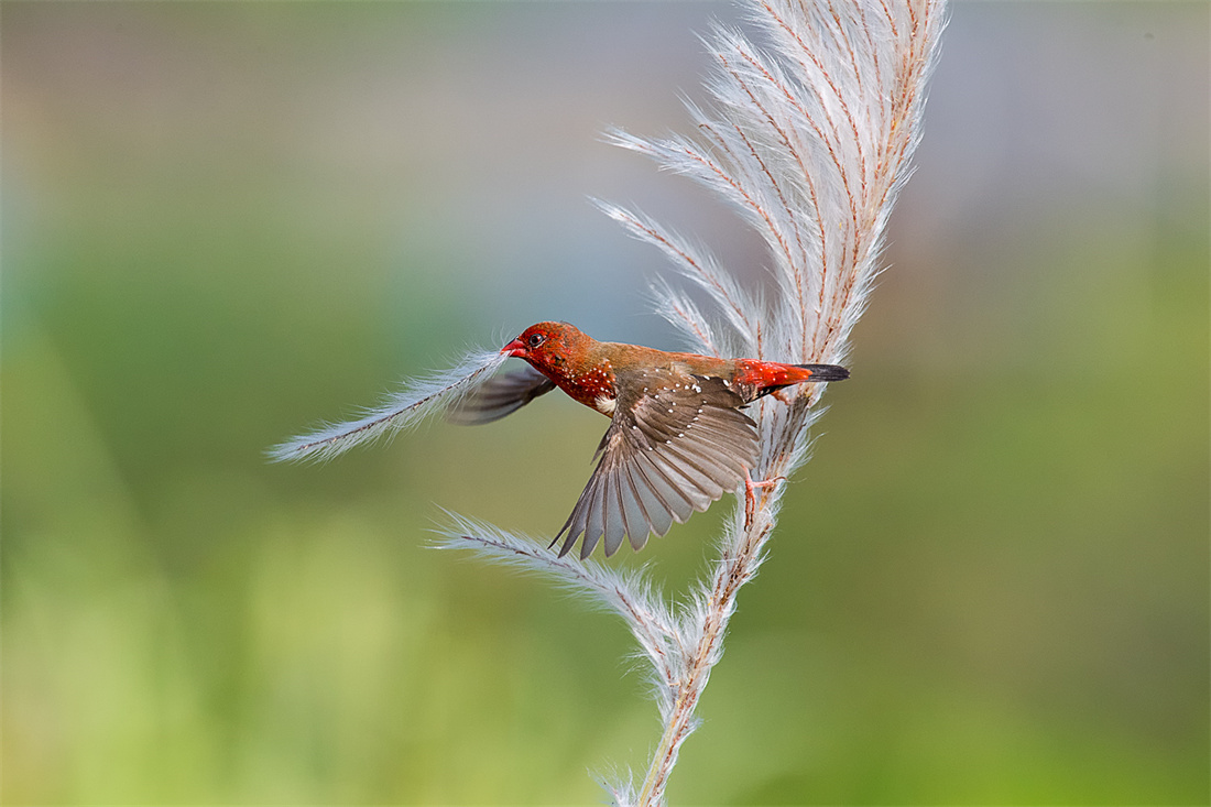 在芦苇上玩耍的红梅花雀