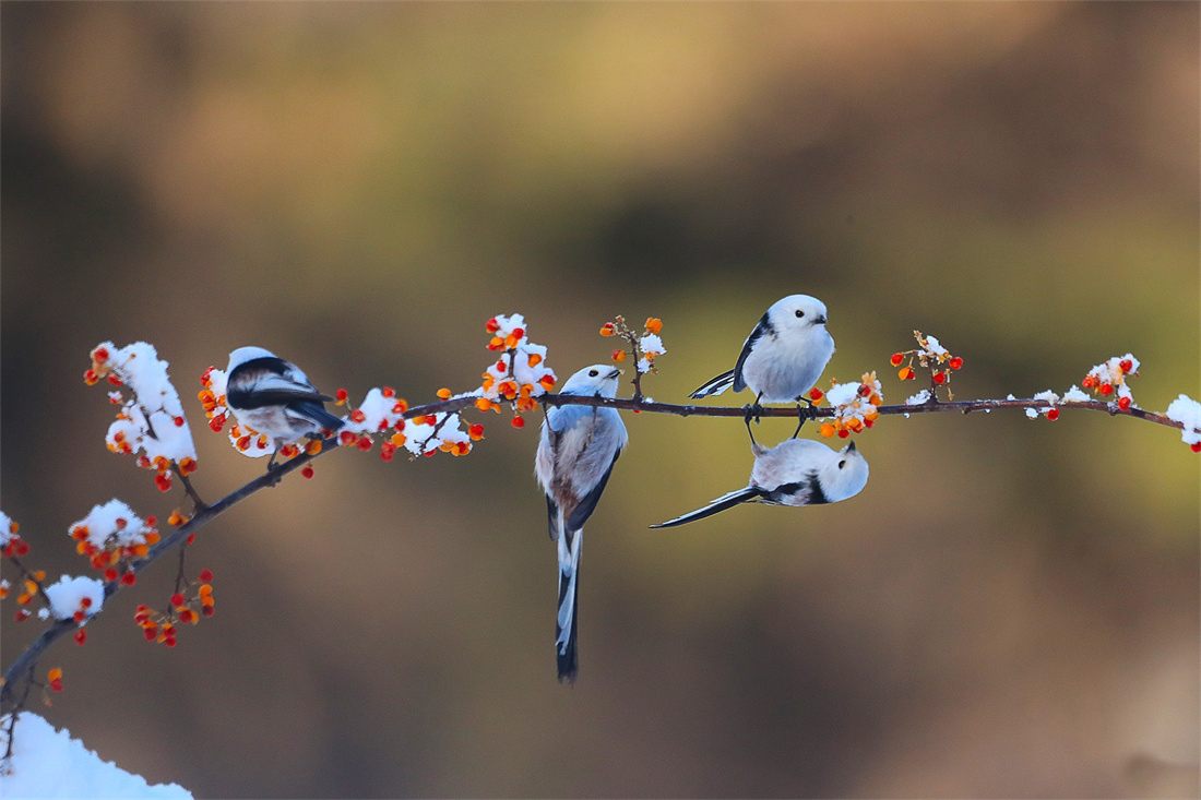 成群结队在树枝上玩耍的银喉长尾山雀