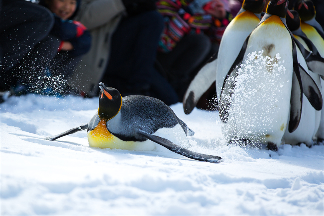 优雅的站在冰川上的王企鹅
