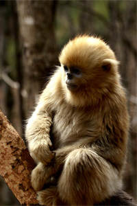 典型的森林树栖动物——川金丝猴