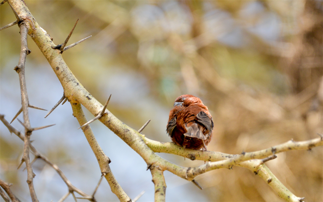 站在枝头上漂亮的栗织雀