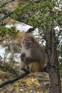 中国的特有物种——藏酋猴