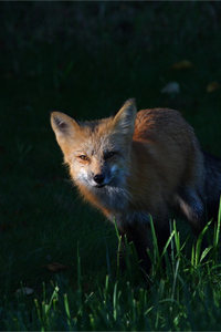 美洲最小的狐狸之一——北美狐