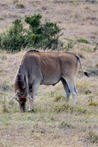 大角斑羚