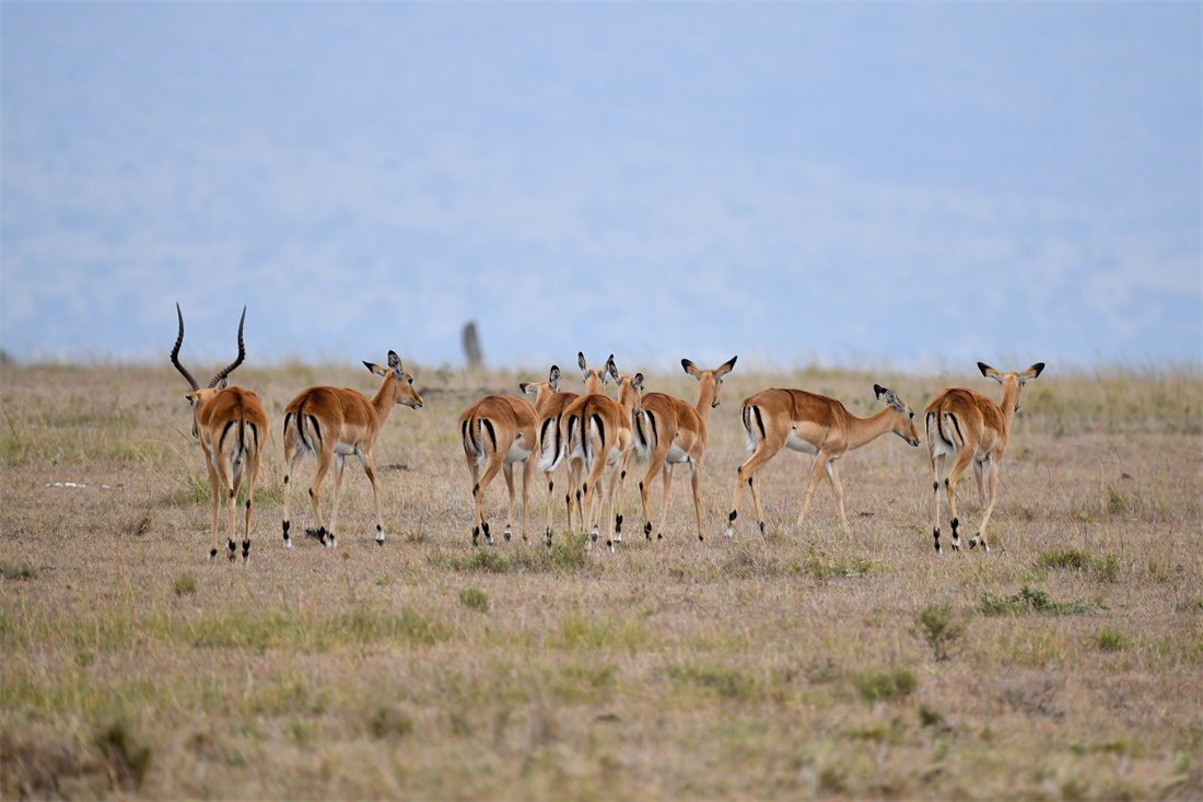 在草原上行走的鹿瞪羚