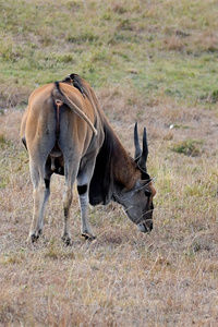 羚羊中的最大种类——大角斑羚