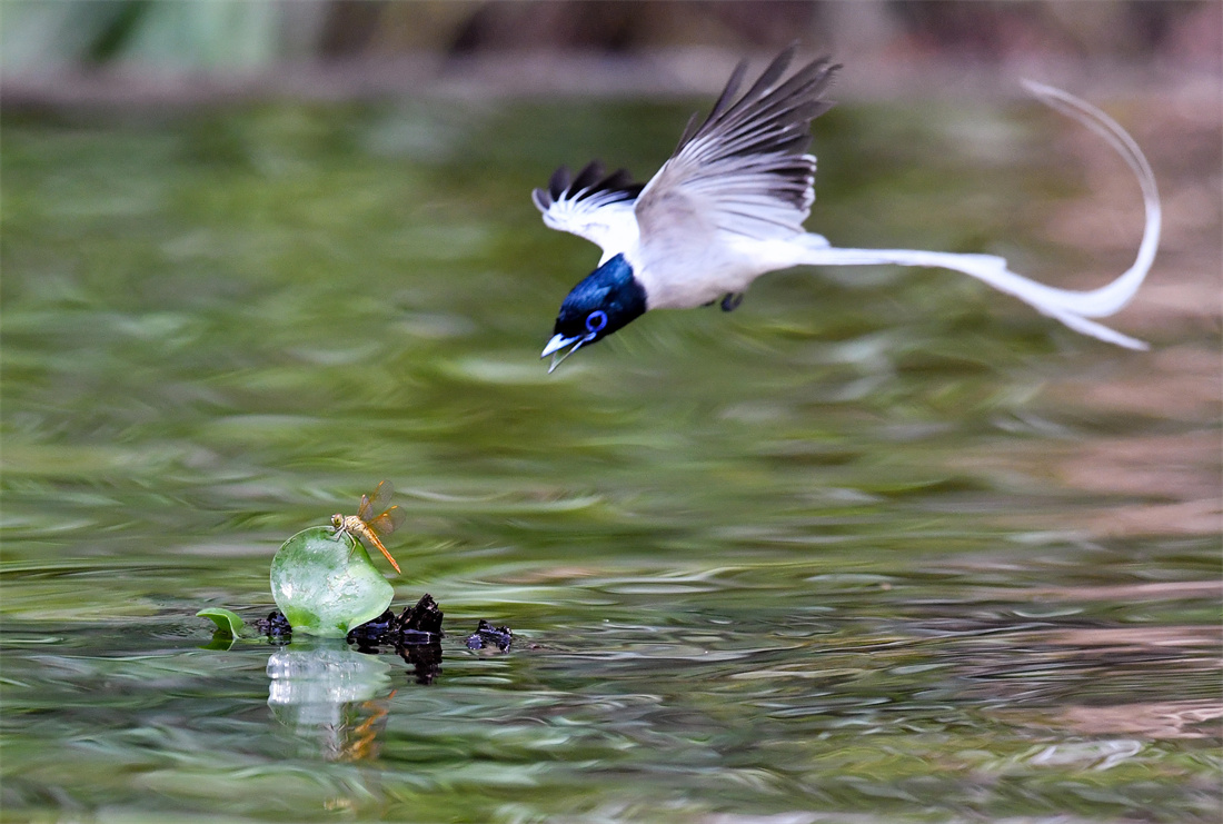 在水面飞翔捕食的中国寿带鸟
