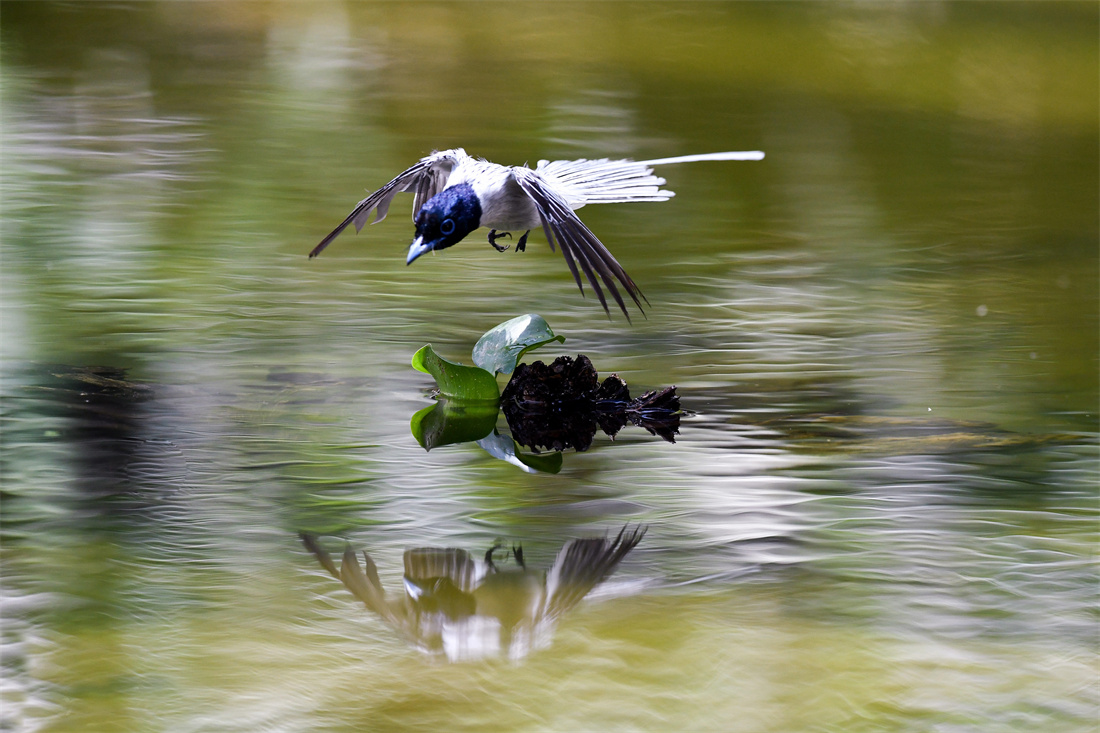 在水面飞翔捕食的中国寿带鸟