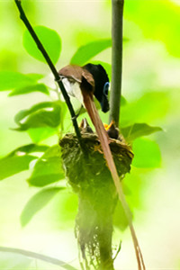 栗色型的雄中国寿带鸟