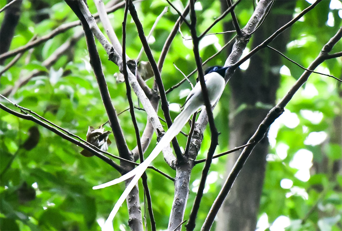 在枝头站立的中国寿带鸟