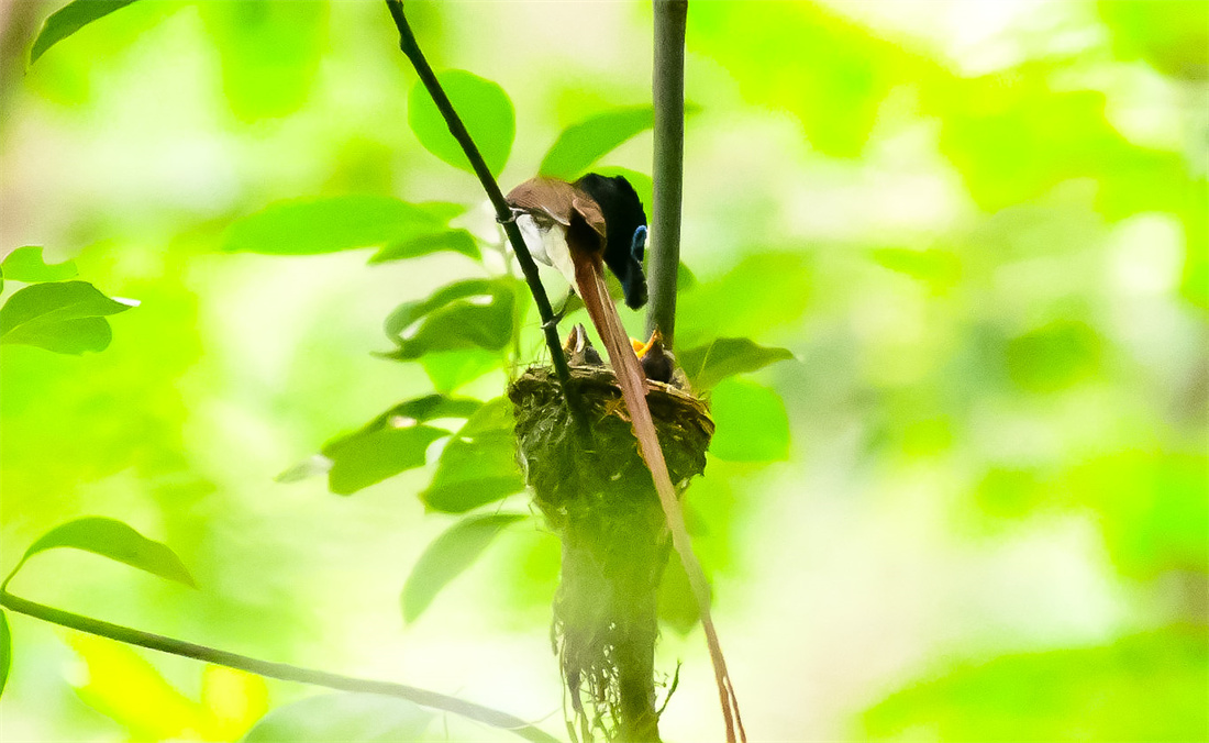 站在枝头的栗色中国寿带鸟