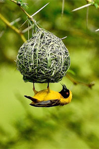 编织巢穴的能力很强的黑头织布鸟