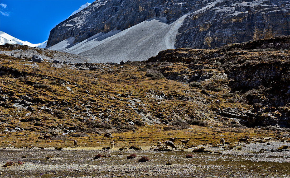 在高原上成群结队的藏羚羊