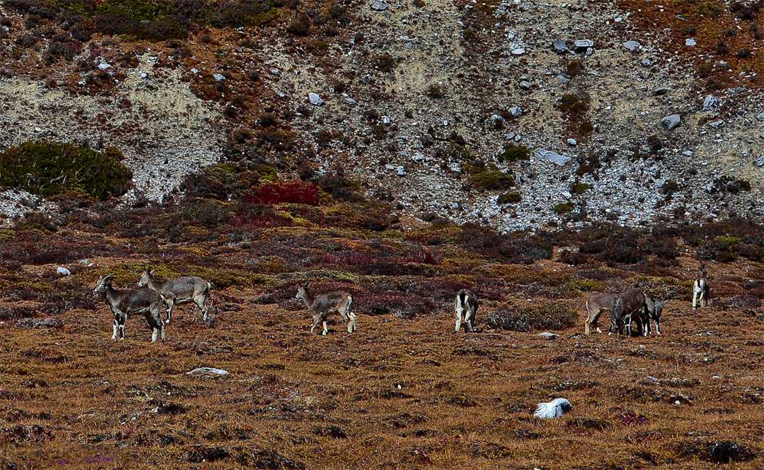 在高原上成群结队的藏羚羊