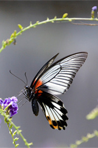雌雄异型的美凤蝶