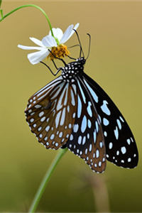 翅面黑褐色的青斑蝶