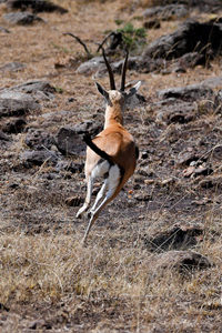 典型的食草动物——汤氏瞪羚