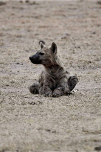 性凶猛的斑鬣狗