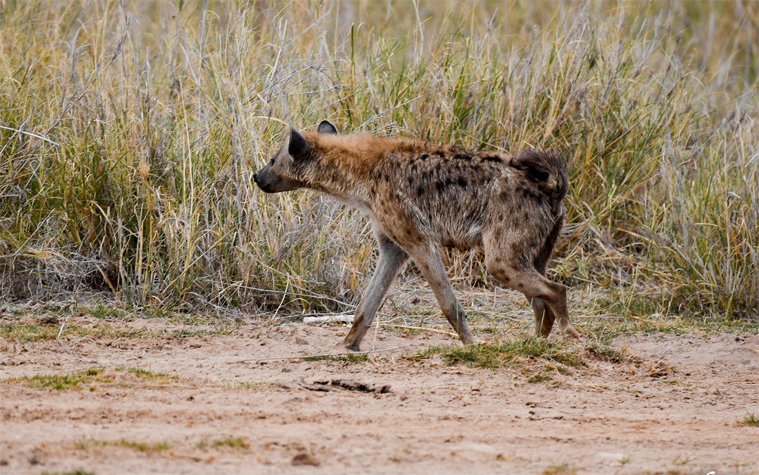 在非洲大草原上的斑鬣狗