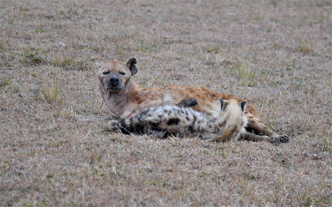在非洲大草原上的斑鬣狗