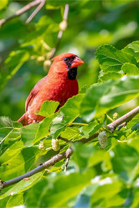 世界上最美丽耀眼的鸟类之一——北美红雀
