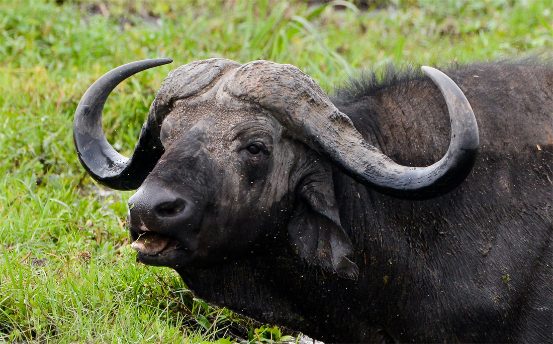 在大草原上吃草的非洲野水牛