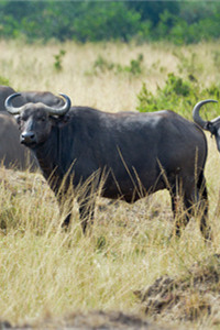 从不远离水源的非洲野水牛