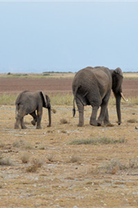 科特迪瓦的国兽——非洲象